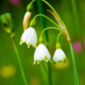 Summer Snowflake 10PK