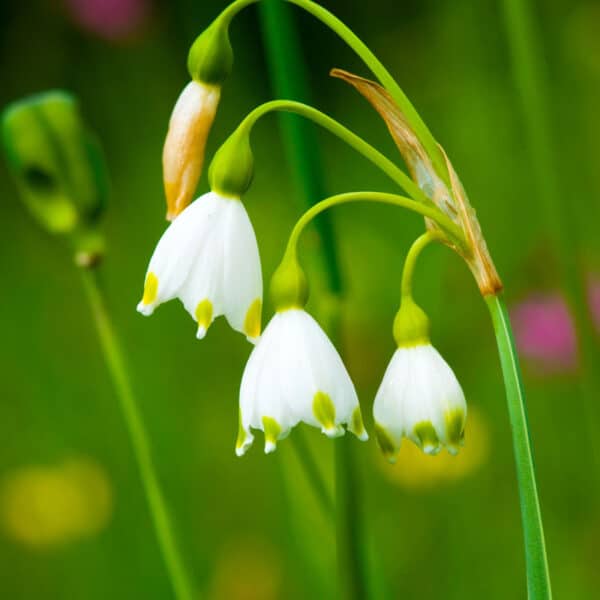 Summer Snowflake 10PK