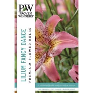 Lily Asiatic Fancy Dance 3PK