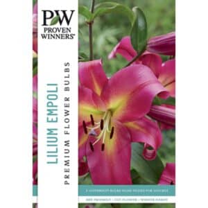 Lily Empoli 3PK