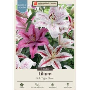 Lily Pink Tiger Blend 4PK