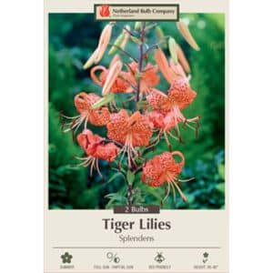 Lily Tiger 2PK