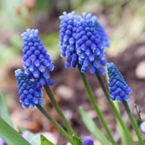Muscari armeniacum 20PK