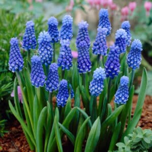 Muscari Dark Eyes 10PK