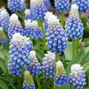 Muscari Mountain Lady 10PK