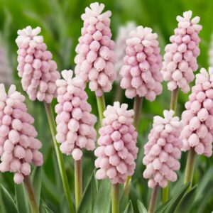 Muscari Pink Sunrise 5PK
