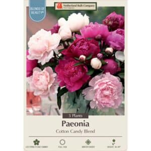 Peony Cotton Candy Blend 3PK
