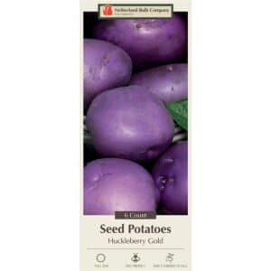 Potato Huckleberry Gold 6PK