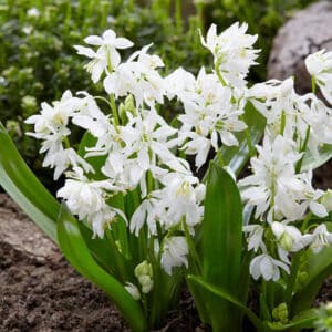 Scilla siberica alba 10PK