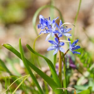 Scilla siberica 35PK