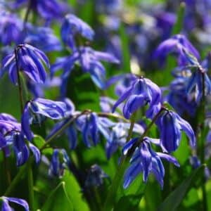 Scilla Spring Beauty 15PK