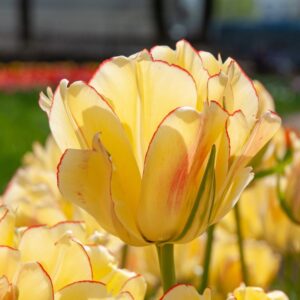 Tulip Akebono 5PK