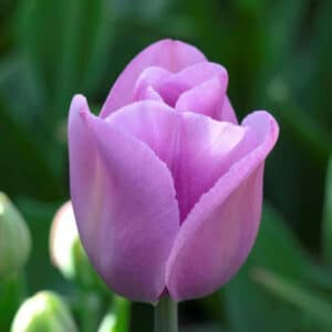 Tulip Alibi 8PK
