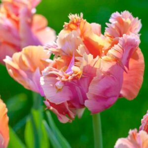 Tulip Amazing Parrot 5PK