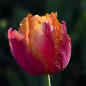 Tulip Amazing Parrot 6PK