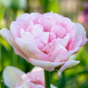 Tulip Angelique 5PK