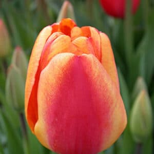 Tulip Red/Yellow 25BG