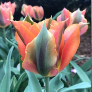 Tulip Artist 5PK