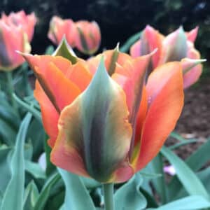 Tulip Artist 8PK
