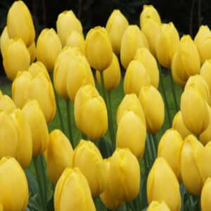 Tulip Big Smile 8PK