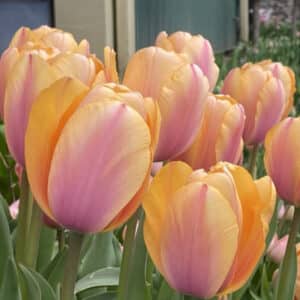Tulip Blushing Impression 8PK