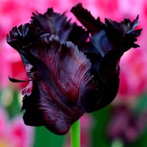 Tulip Black Parrot 7PK