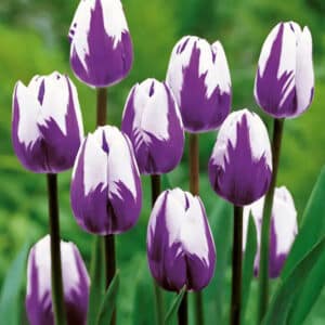 Tulip Blueberry Ripple 8PK