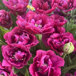 Tulip Blue Wow 6PK