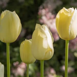 Tulip City of Vancouver 8 PK