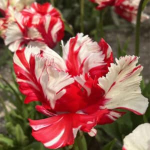 Tulip Estella Rijnveld 6PK