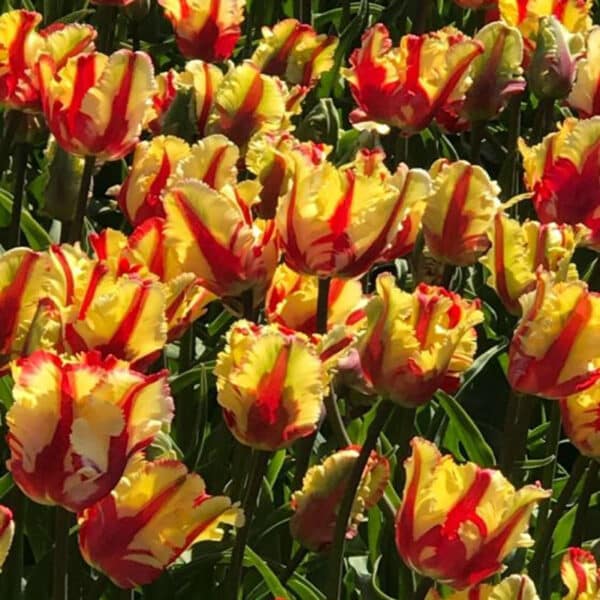 Tulip Flaming Parrot 6PK