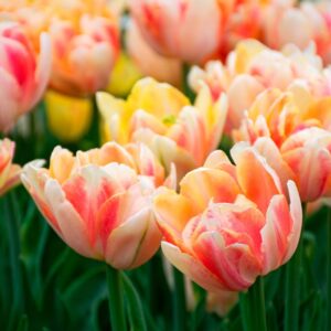 Tulip Foxy Foxtrot 5PK
