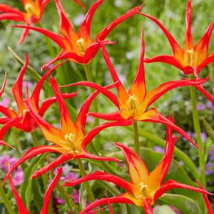 Tulip Go Go Red 6PK