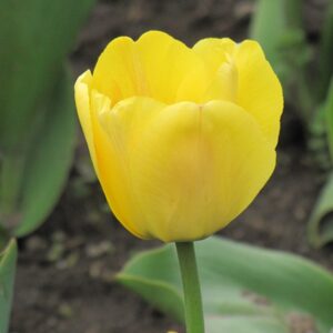 Tulip Golden Oxford (yellow) 25BG