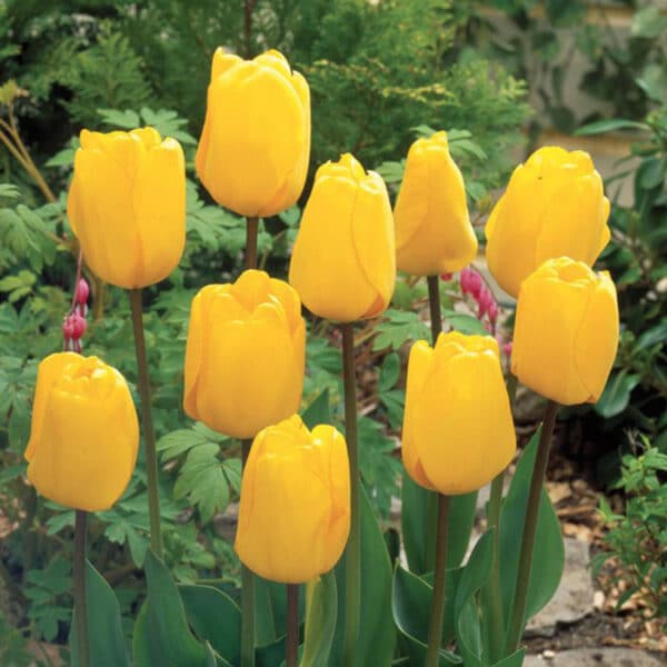 Tulip Yellow 25BG