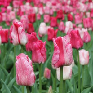 Tulip Hemisphere 8PK