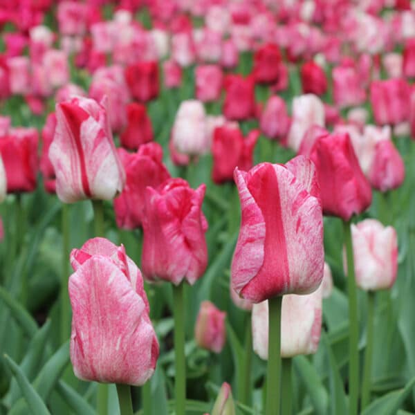 Tulip Hemisphere 8PK