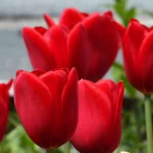 Tulip Kingsblood 8PK