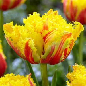 Tulip Kensington 4PK