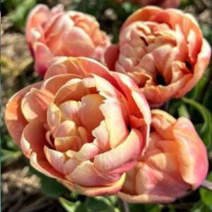 Tulip La Belle Epoque 5PK