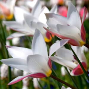 Tulip Lady Jane 8PK