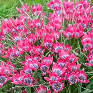 Tulip Little Beauty 10PK