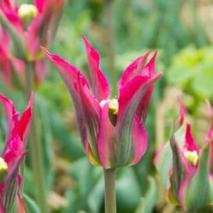 Tulip Love Dance 8PK