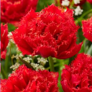 Tulip Mi Amor 5PK