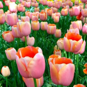 Tulip Menton 8PK