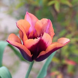 Tulip Muvota 8PK
