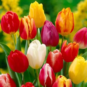 Tulip Mix Darwin Hybrid 25BG