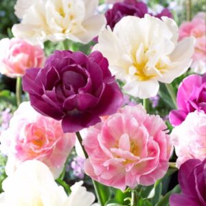Tulip Mix Double Late 16PK