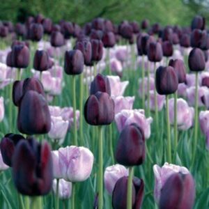 Tulip Mix Moonlight Duet 8PK