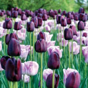 Tulip Mix Moonlight Duet 16PK